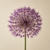Allium