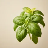 Basil