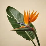 Bird Of Paradise