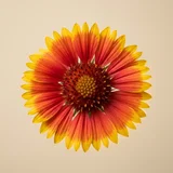 Blanket Flower