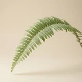 Boston Fern