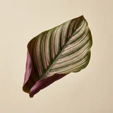 Calathea
