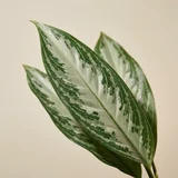 Chinese Evergreen