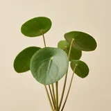 Chinese Money Plant