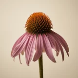 Coneflower