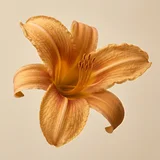 Daylily