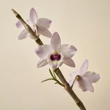 Dendrobium Orchid