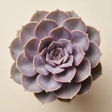 Echeveria Perle Von Nurnberg