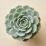 Echeveria