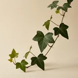 English Ivy