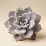 Graptopetalum