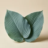 Hosta