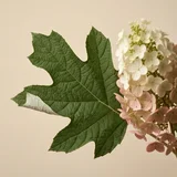 Hydrangea Oakleaf