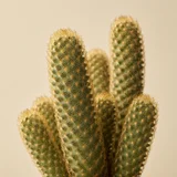 Mammillaria