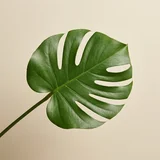 Monstera