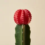 Moon Cactus