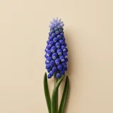 Muscari