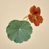 Nasturtium