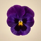 Pansy