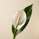 Peace Lily