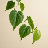 Philodendron