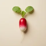 Radish