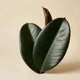 Rubber Plant