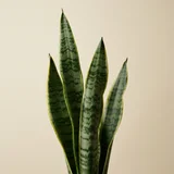 Snake Plant