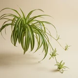Spider Plant